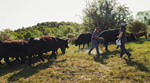 Press Release-New Tools Simplify Beef Quality Assurance Photo ARMS 032725-12